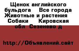 Щенок английского бульдога  - Все города Животные и растения » Собаки   . Кировская обл.,Сезенево д.